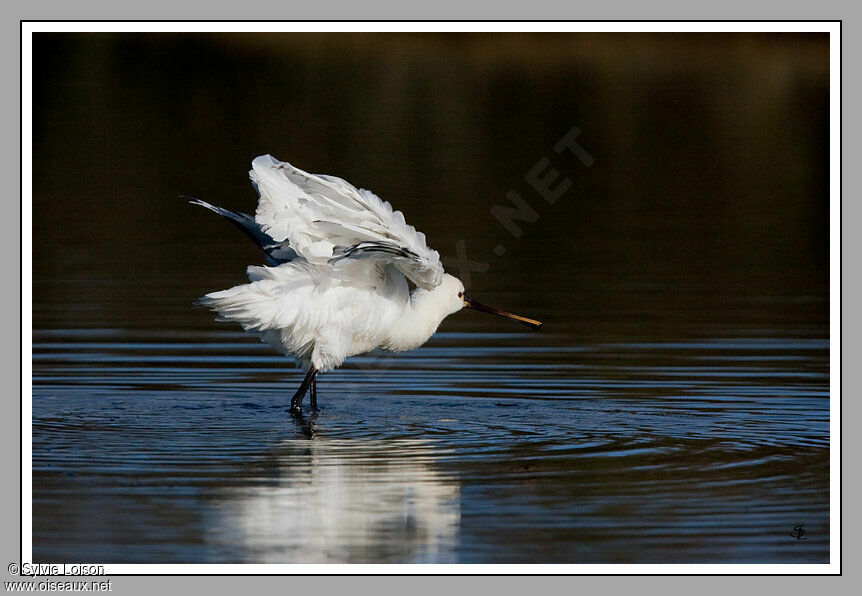 Eurasian Spoonbill
