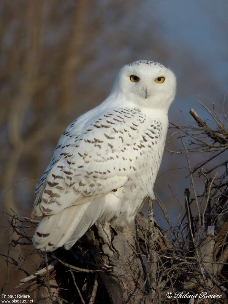 Harfang des neiges mâle immature, identification