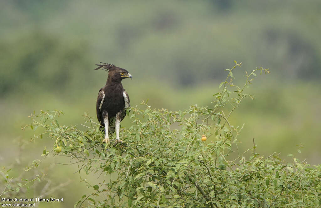 Aigle huppard, habitat
