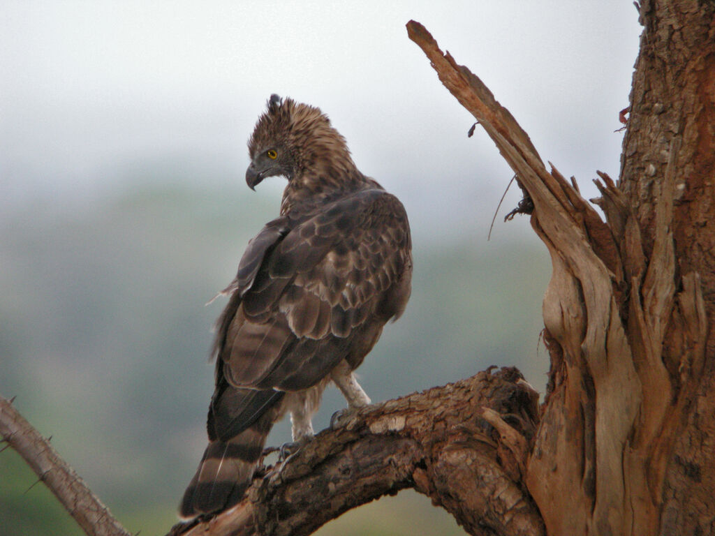 Aigle huppé