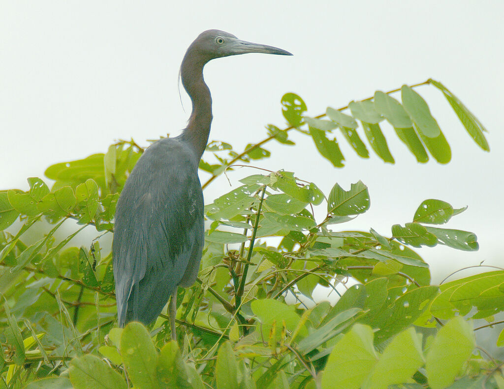 Aigrette bleue