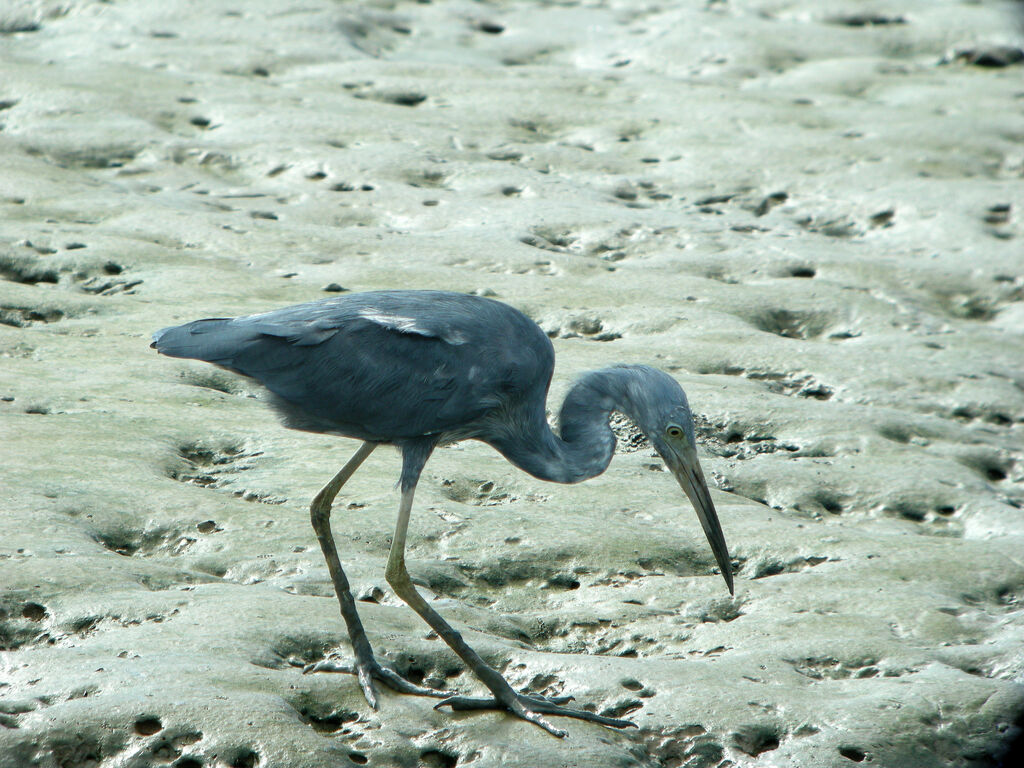 Aigrette bleue
