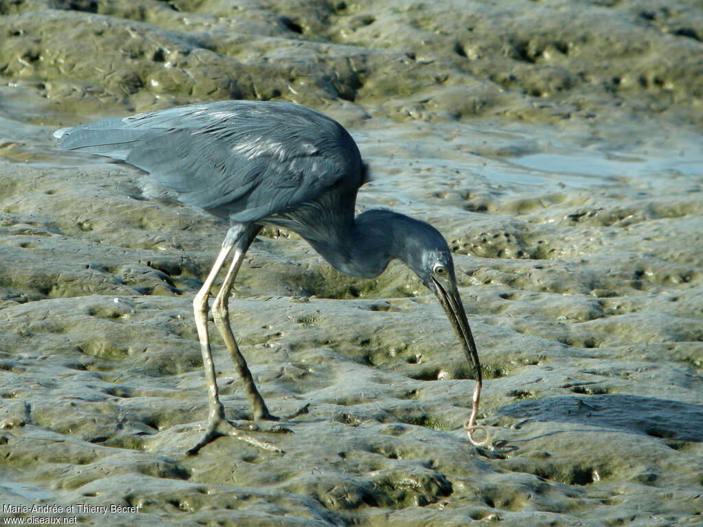 Little Blue HeronSecond year, identification, feeding habits, eats