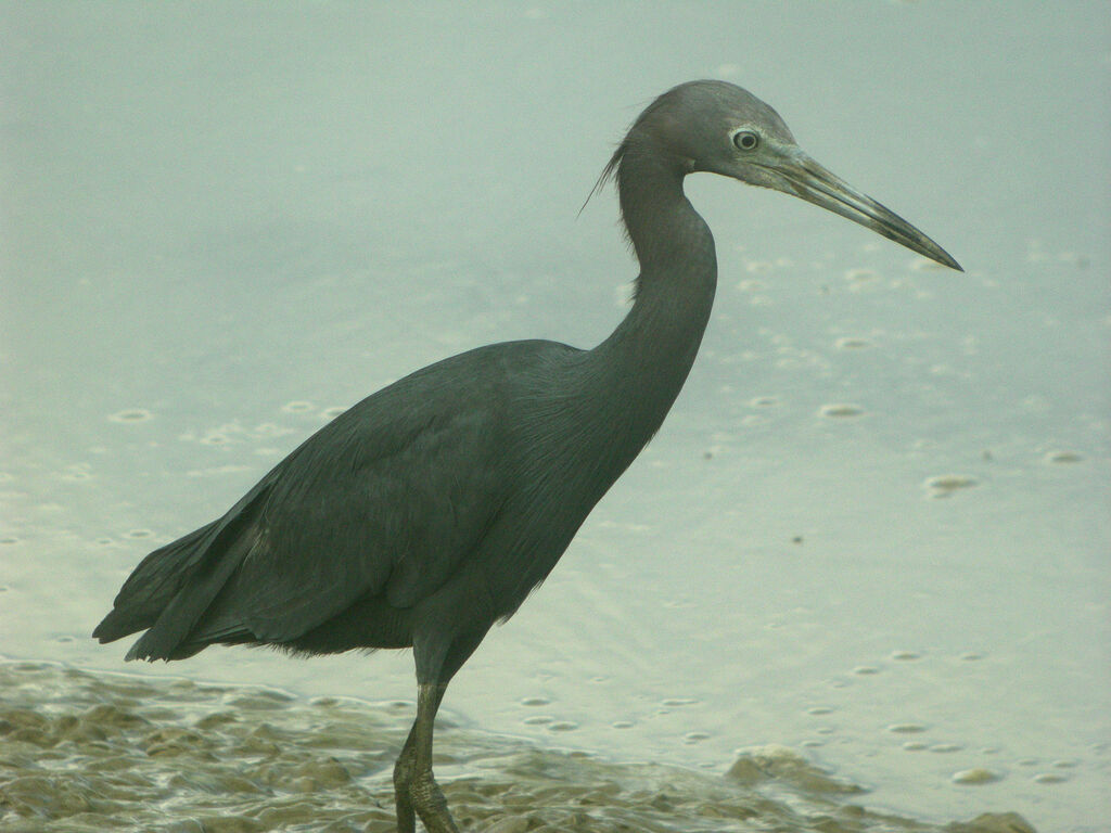 Little Blue Heron