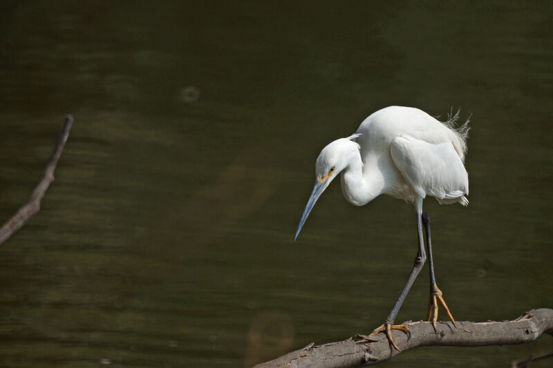 Aigrette dimorphe