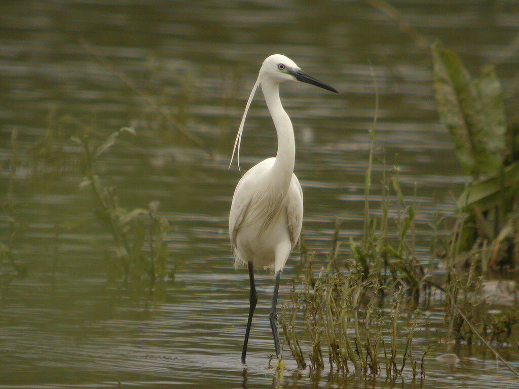 Little Egret