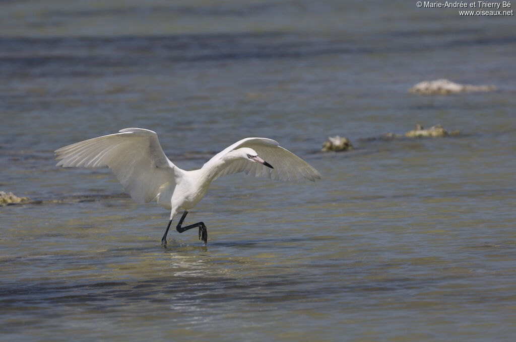 Reddish Egret