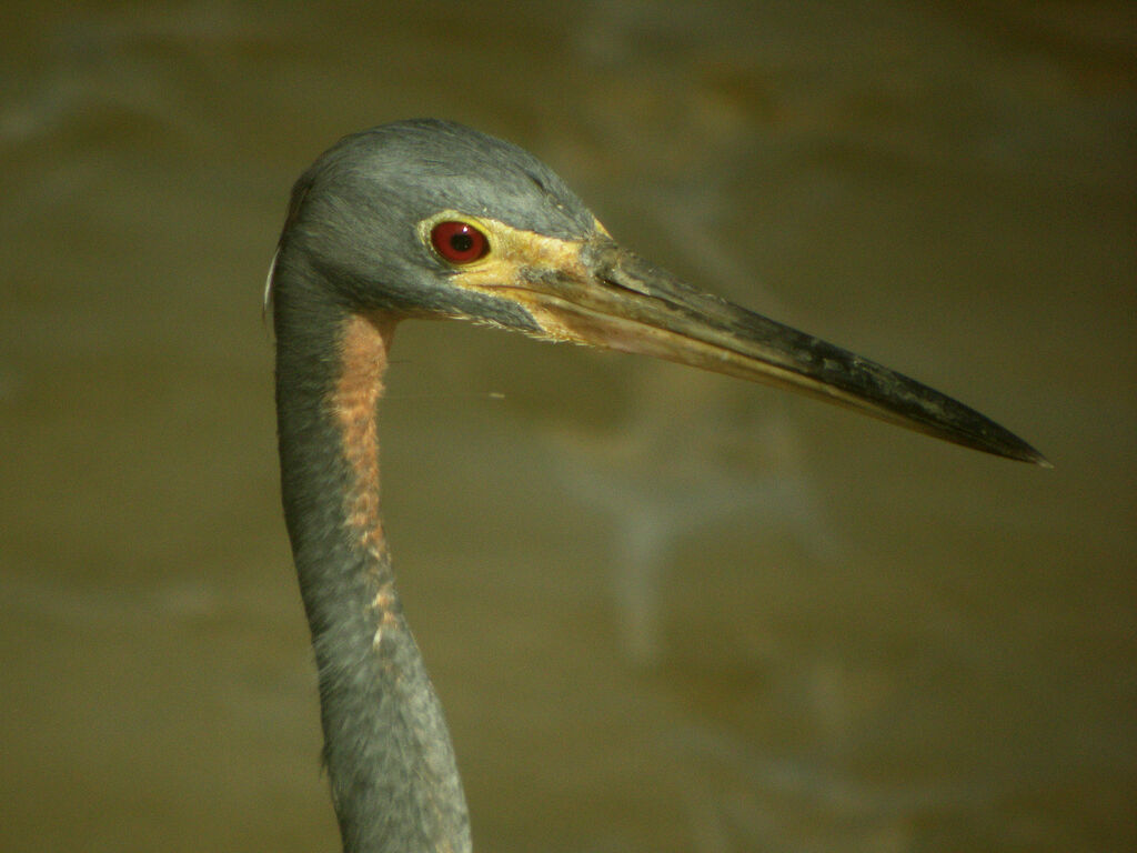 Tricolored Heron