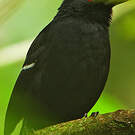Alapi demoiselle