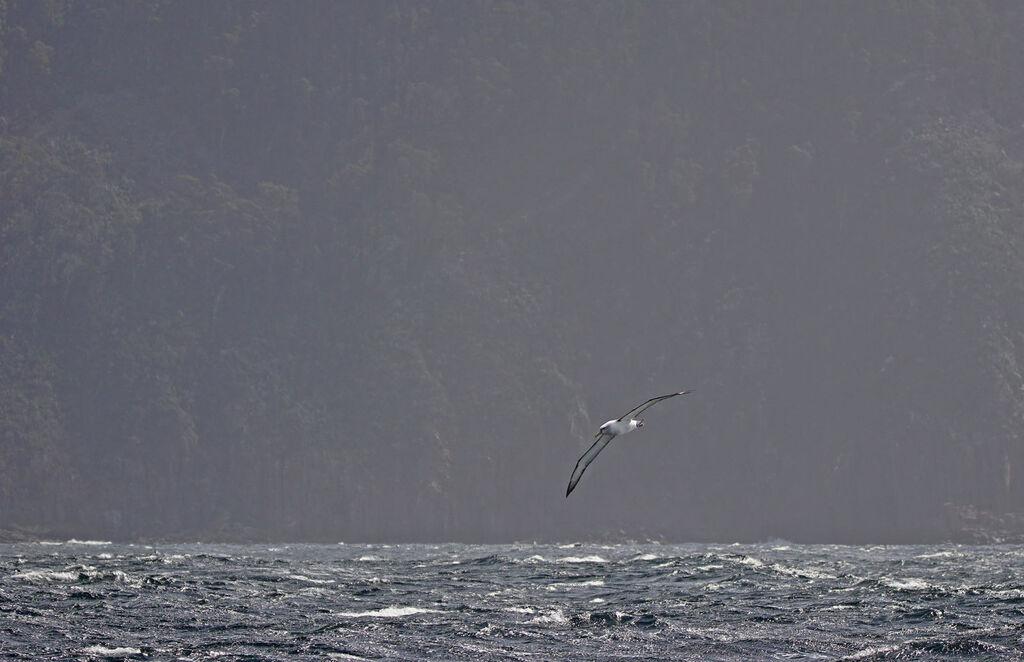 Albatros de Salvin
