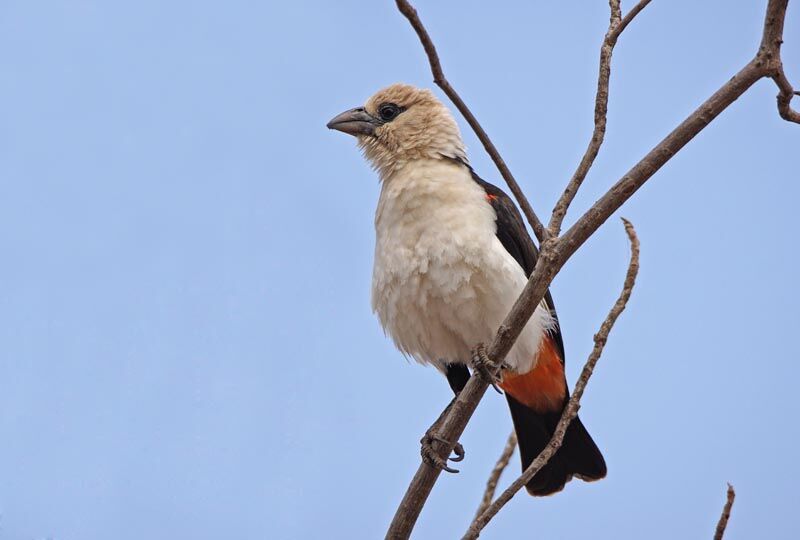 White-headed Buffalo Weaver