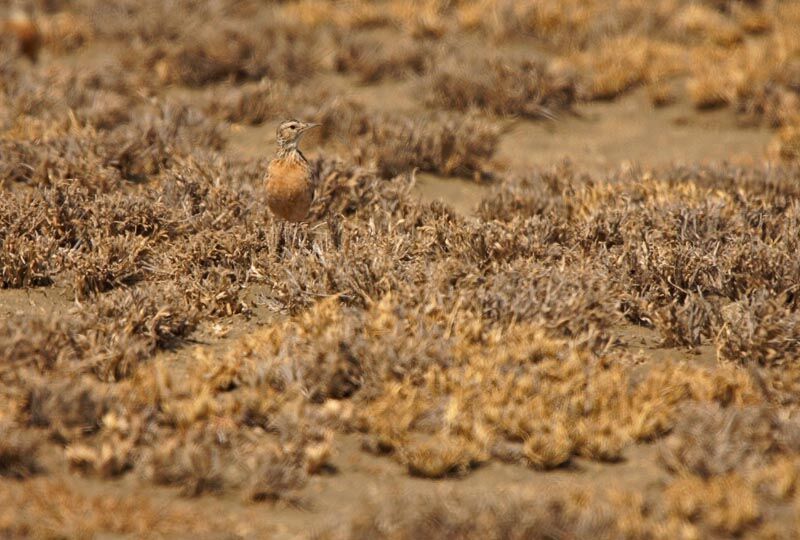Beesley's Lark