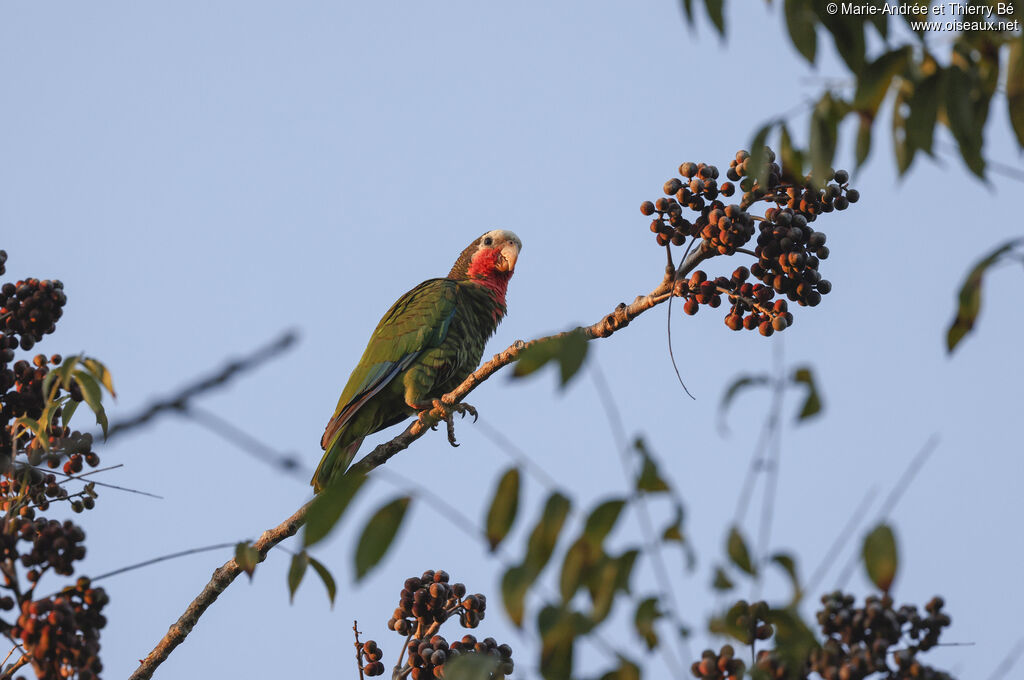 Cuban Amazon