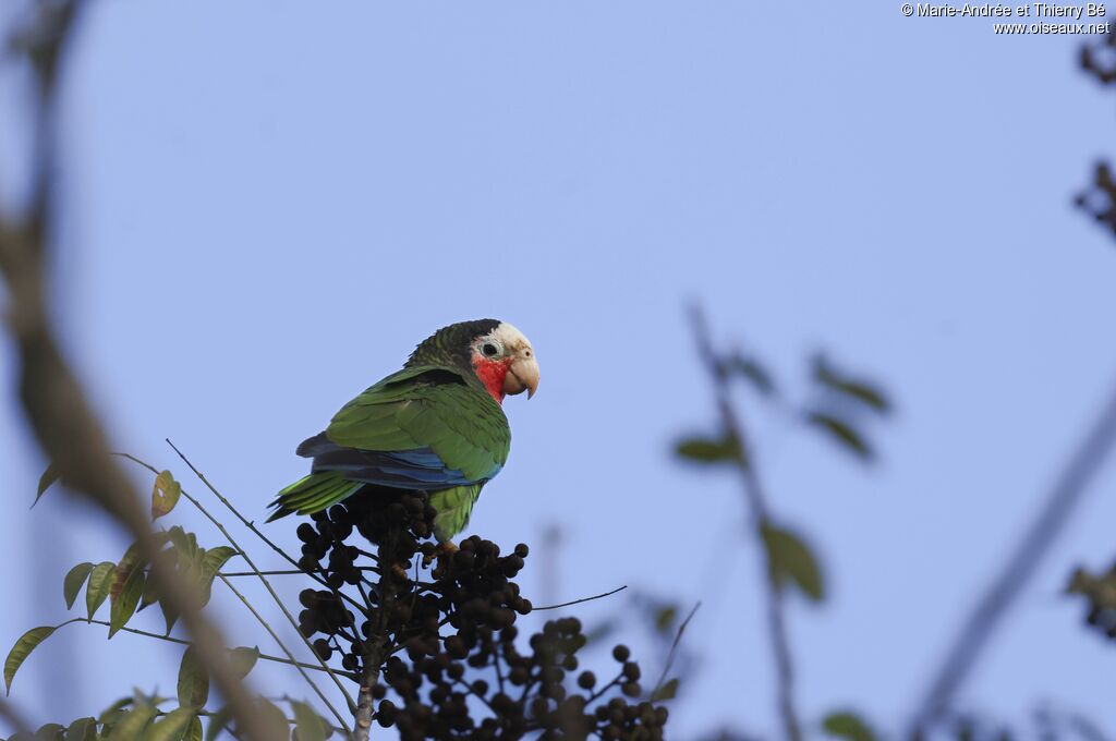 Cuban Amazon