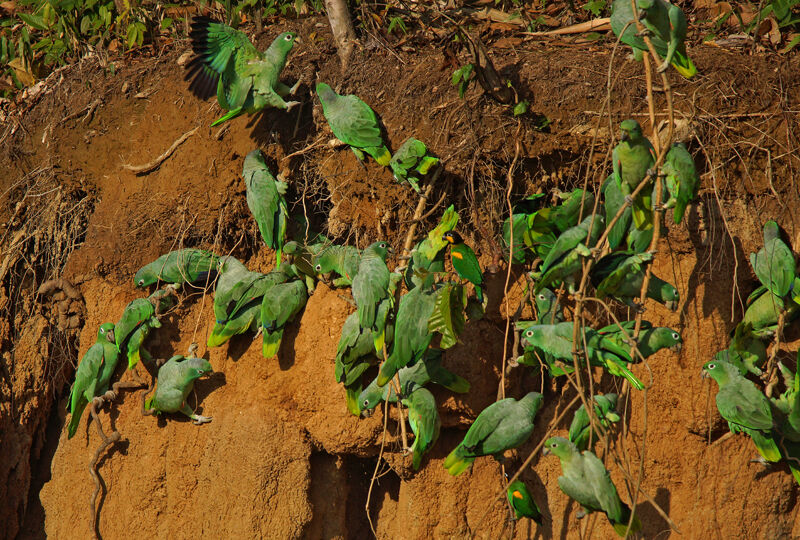 Amazone poudrée