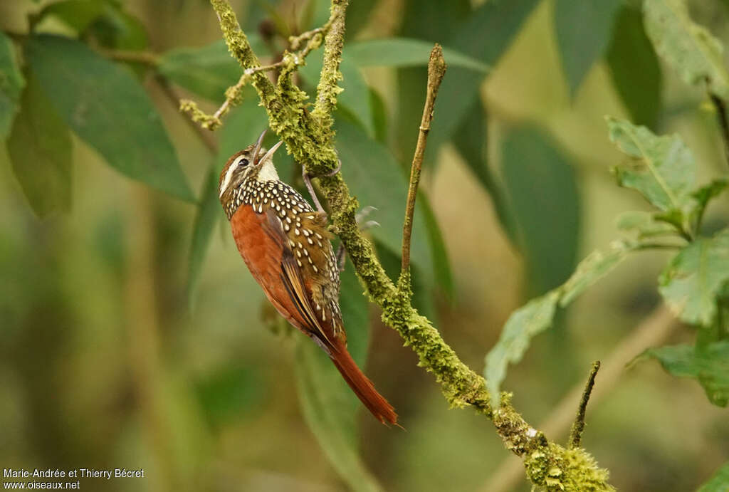 Anabasitte perléeadulte, identification
