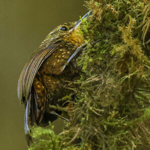 Anabasitte tachetée