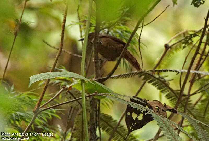 Black-billed Treehunter