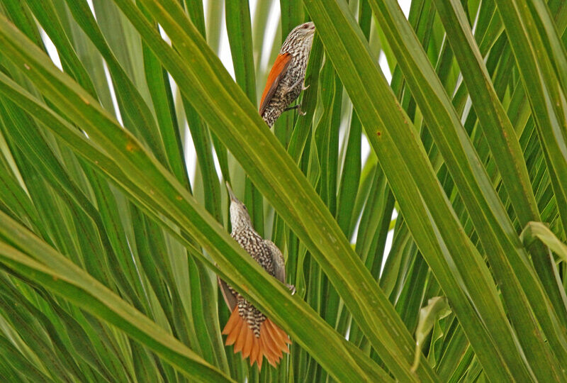 Point-tailed Palmcreeper