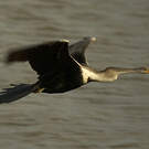 Anhinga roux