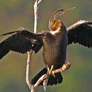 Anhinga roux