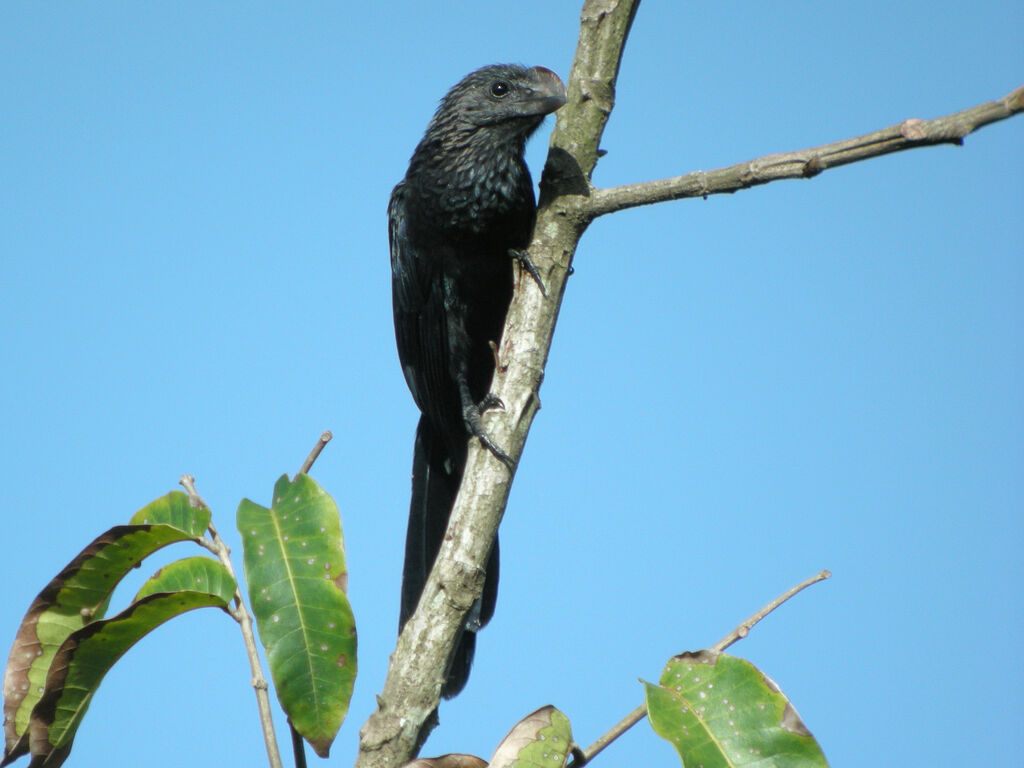 Smooth-billed Ani