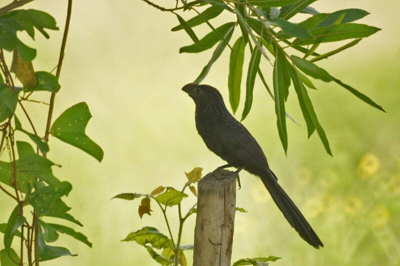 Smooth-billed Ani