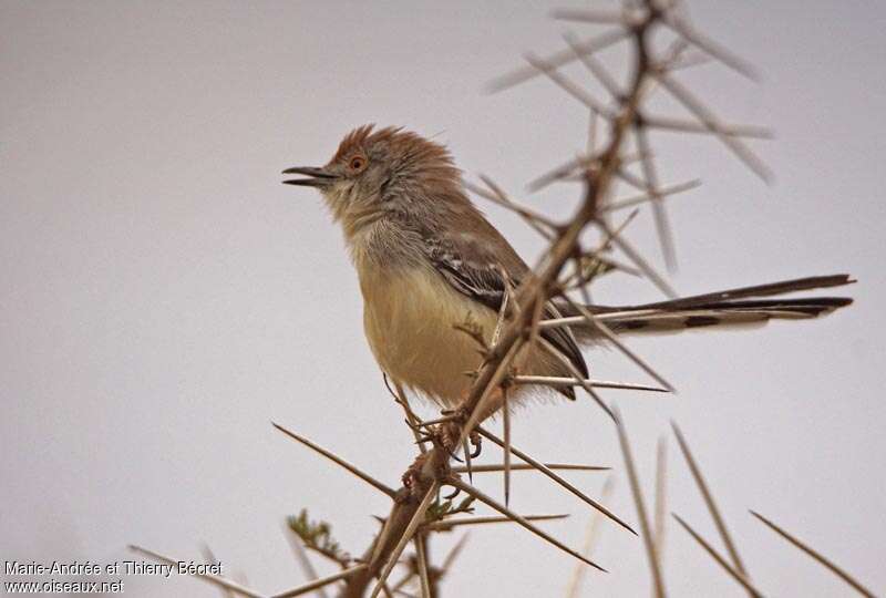 Apalis à front rouxadulte, habitat