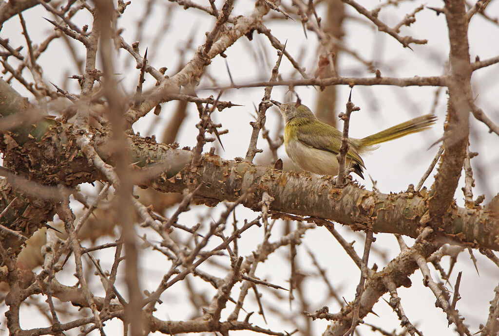 Apalis à gorge jaune