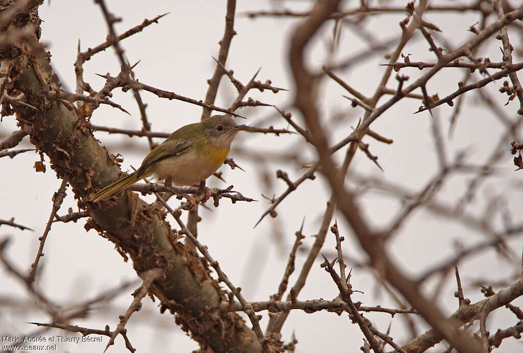Apalis à gorge jaunejuvénile, habitat