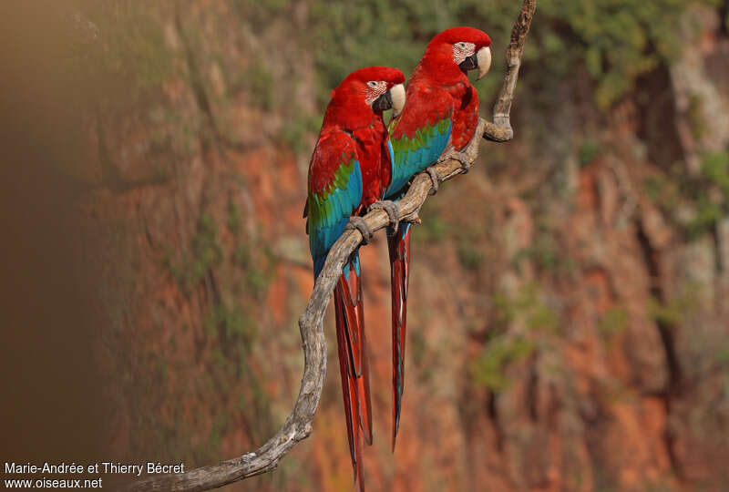 Red-and-green Macawadult, identification