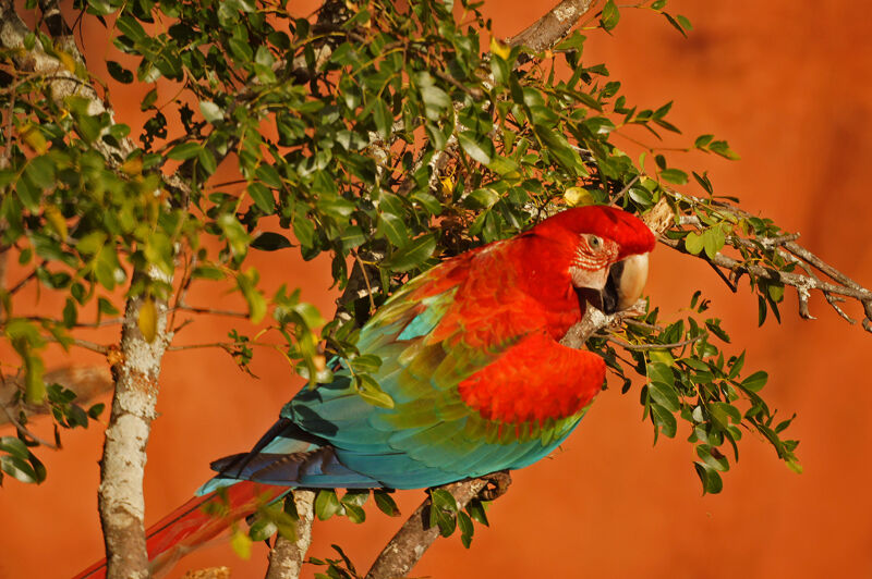 Ara chloroptère