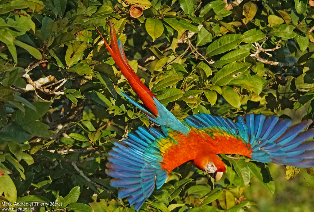 Ara rougeadulte, pigmentation, Vol