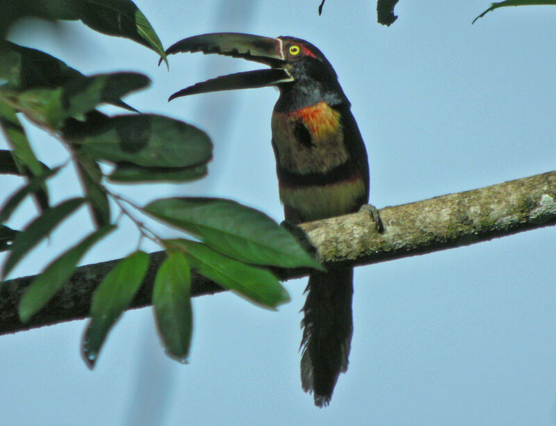 Araçari à collier