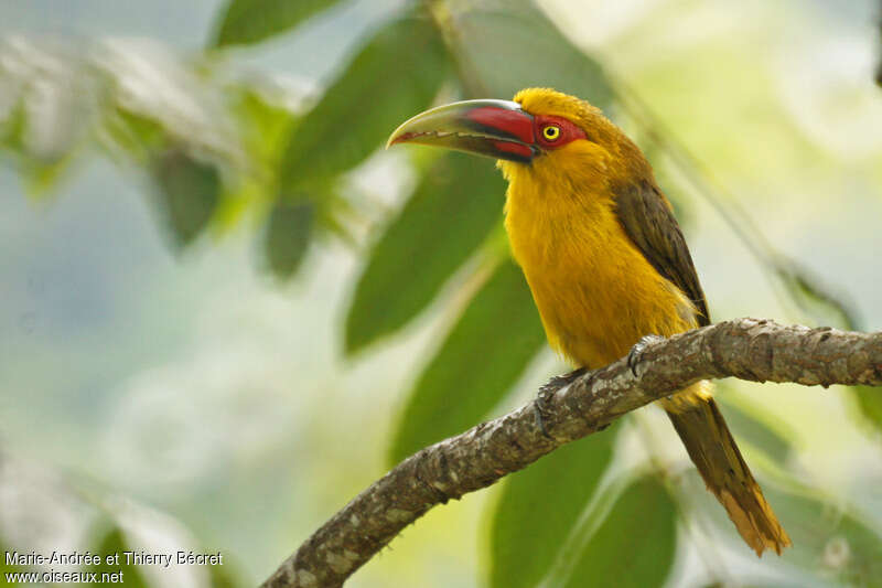 Saffron Toucanet