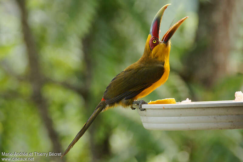 Saffron Toucanet