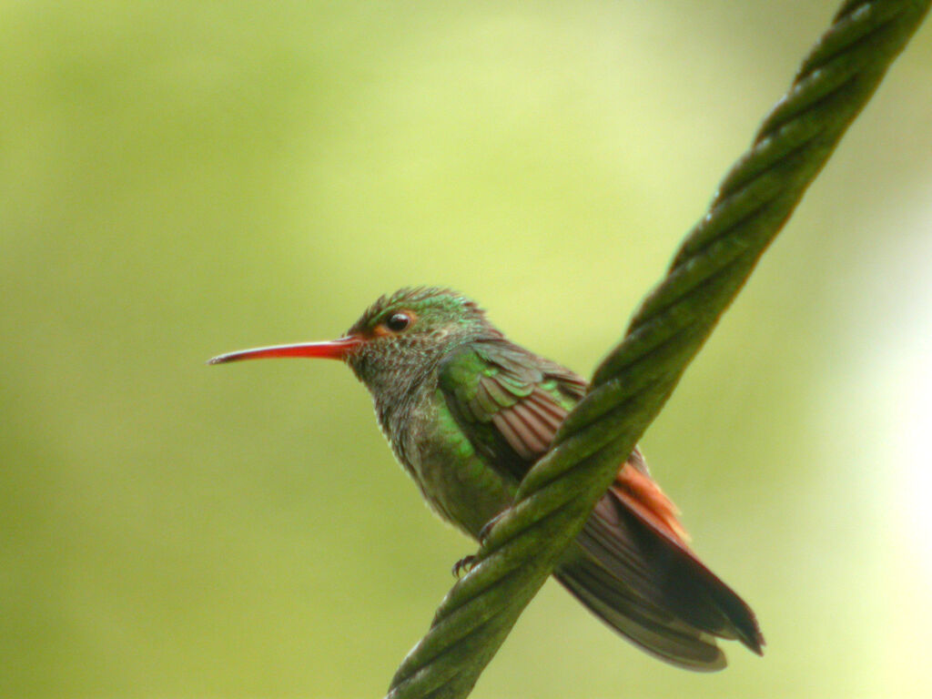Rufous-tailed Hummingbird
