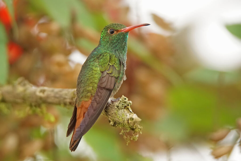 Rufous-tailed Hummingbird