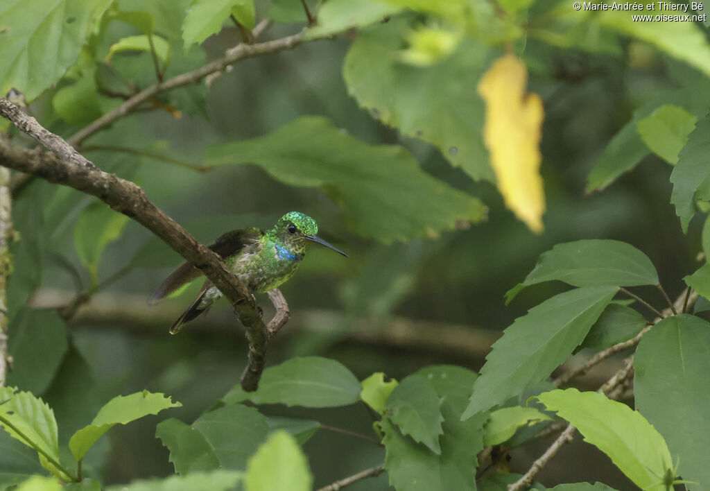 Ariane charmante mâle adulte