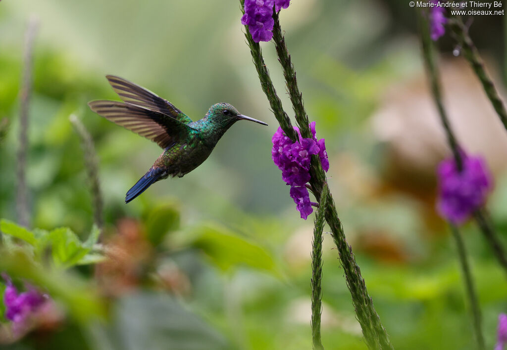Blue-vented Hummingbird