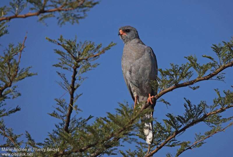 Dark Chanting Goshawkadult, identification