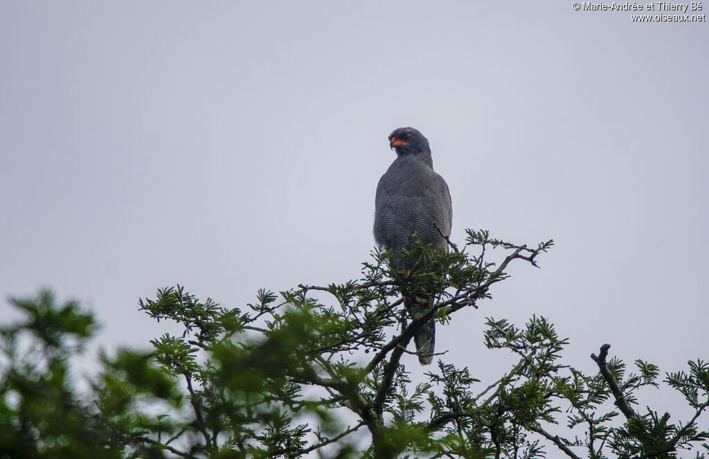 Dark Chanting Goshawk