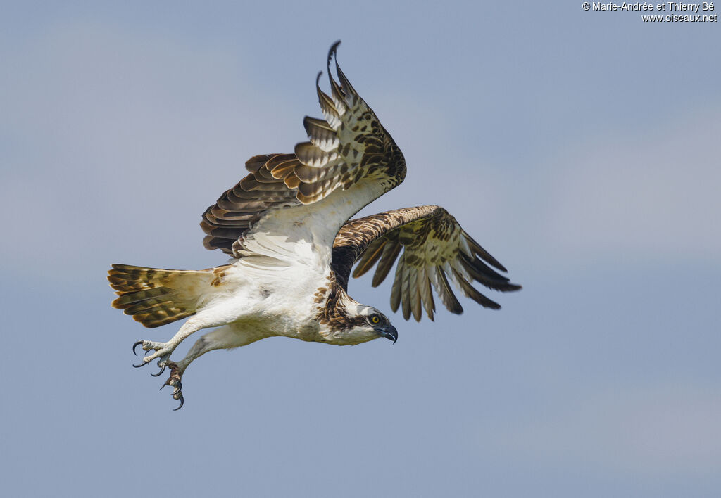 Osprey