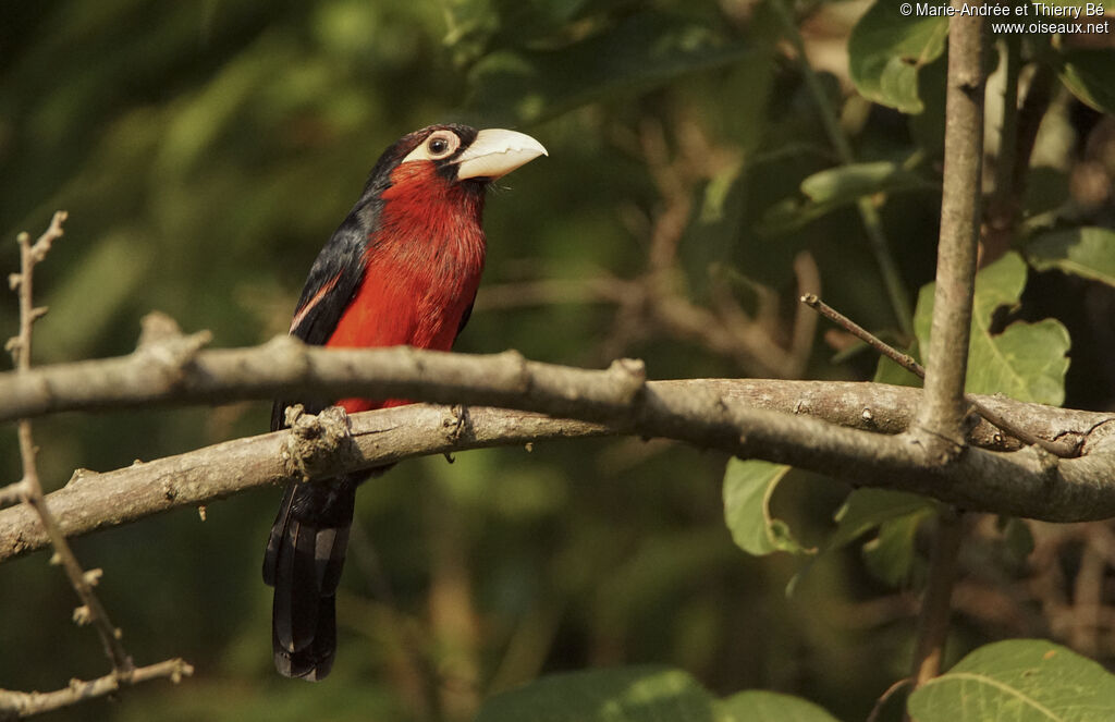 Double-toothed Barbet