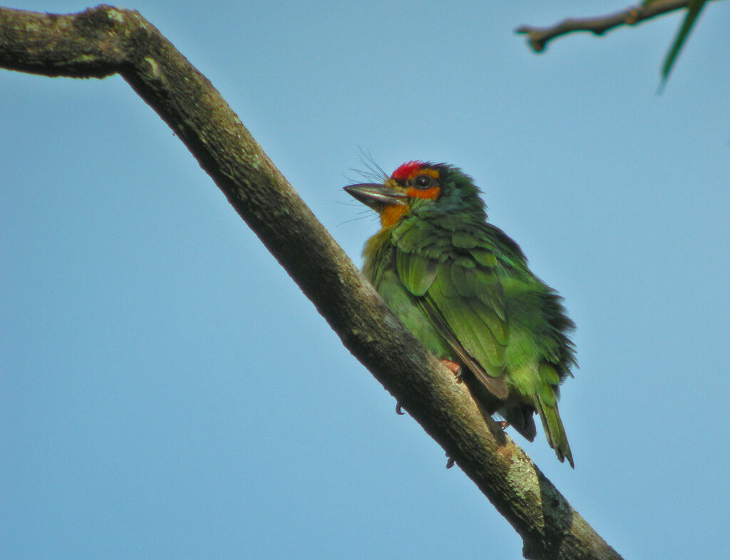 Crimson-fronted Barbet