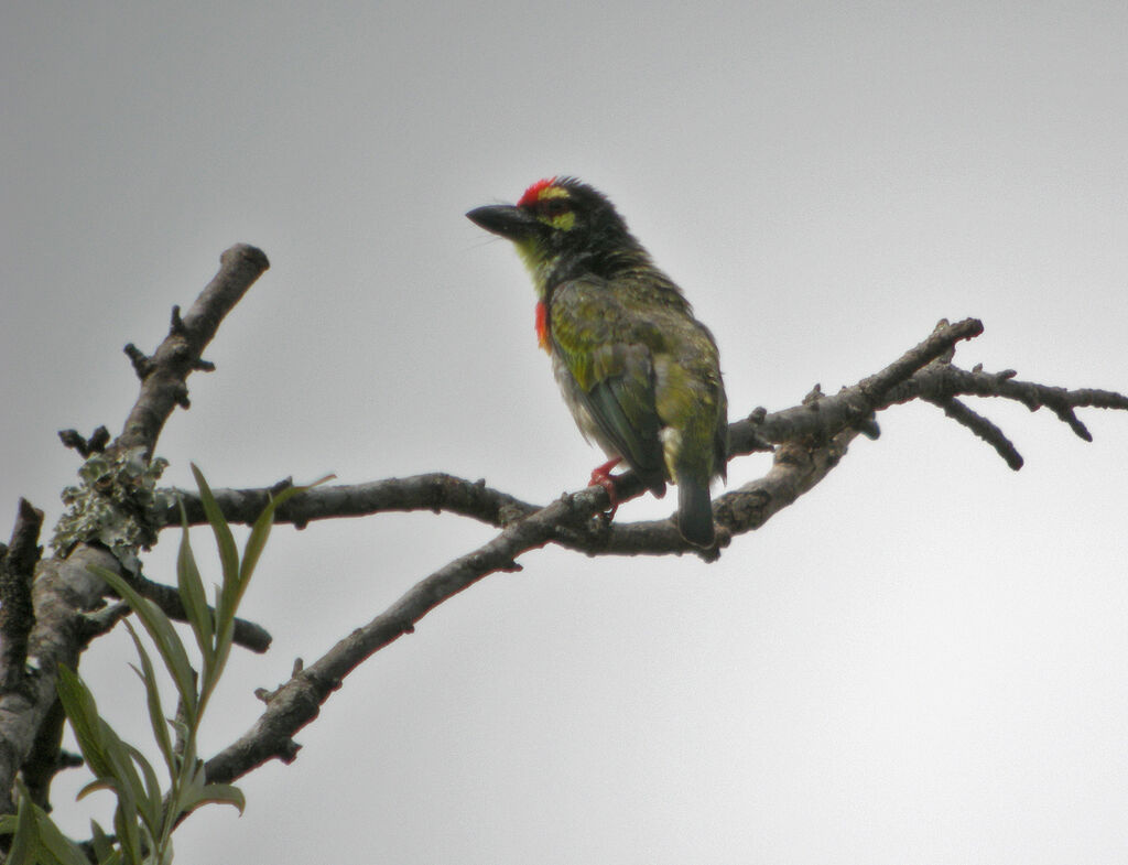 Barbu à plastron rouge