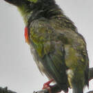 Barbu à plastron rouge