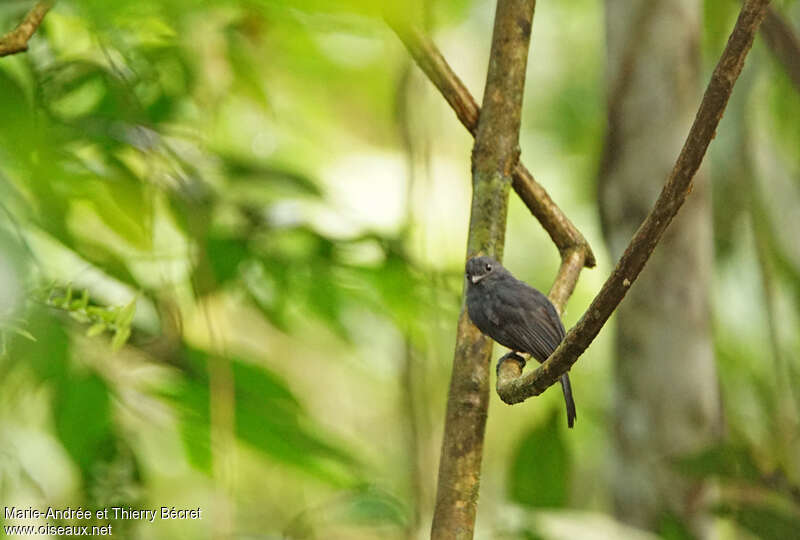 Bluish-slate Antshrike