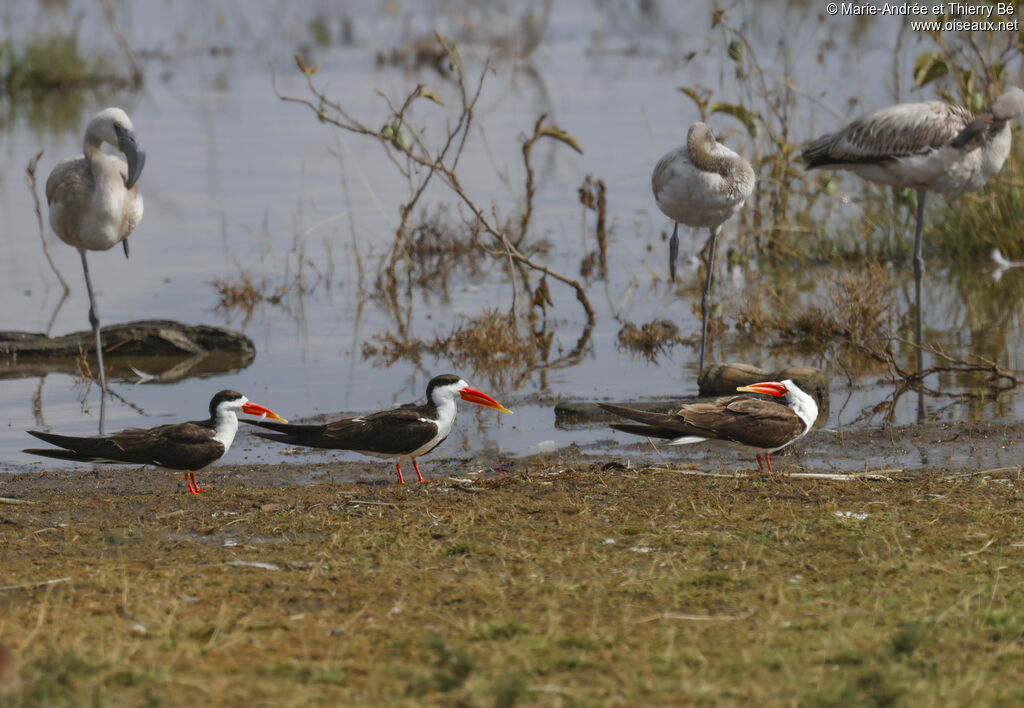 African Skimmer