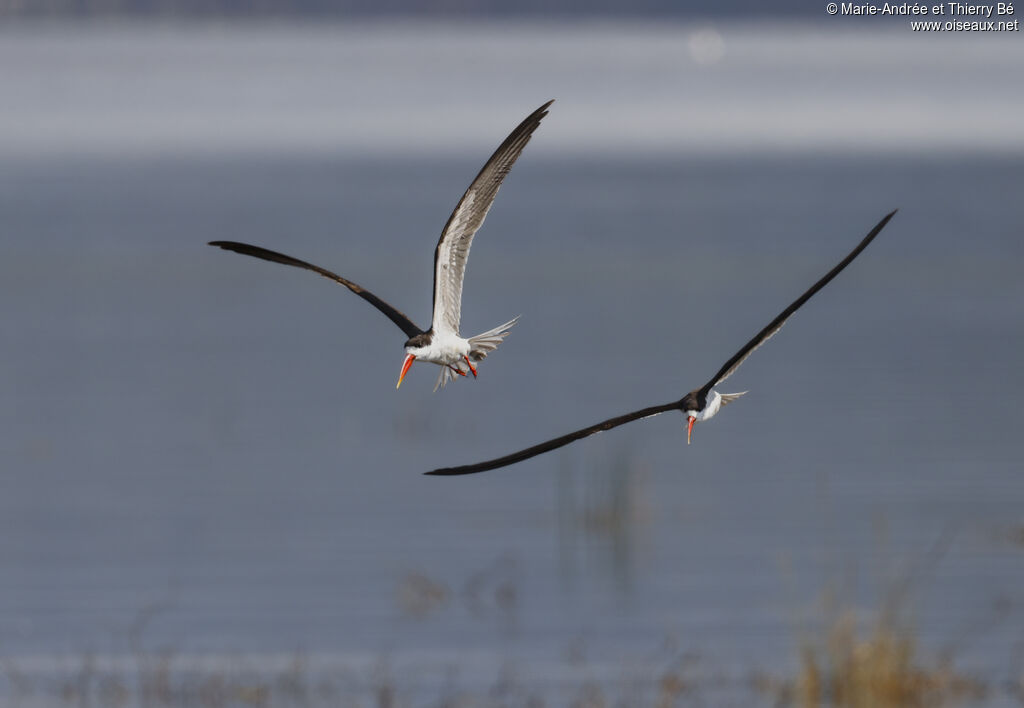 African Skimmer, Flight